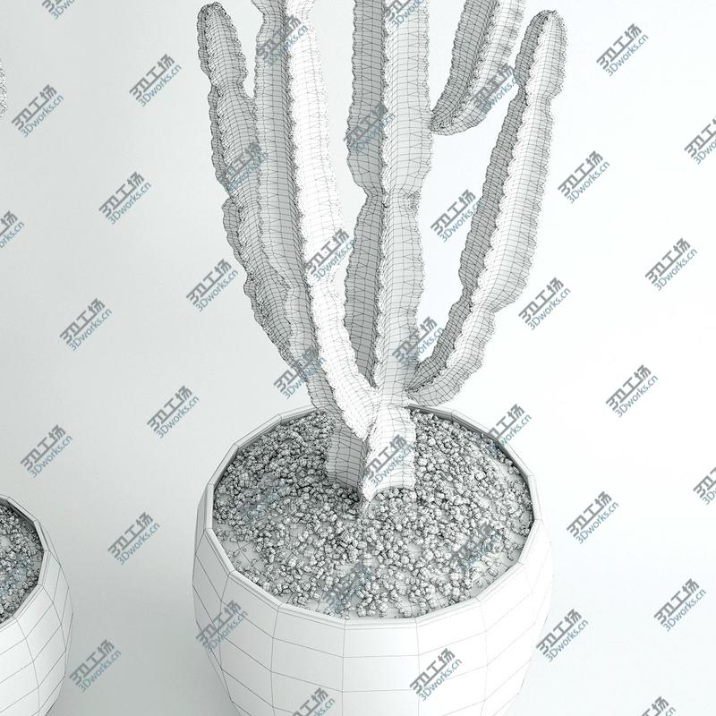 images/goods_img/2021040162/Euphorbia ingens/5.jpg